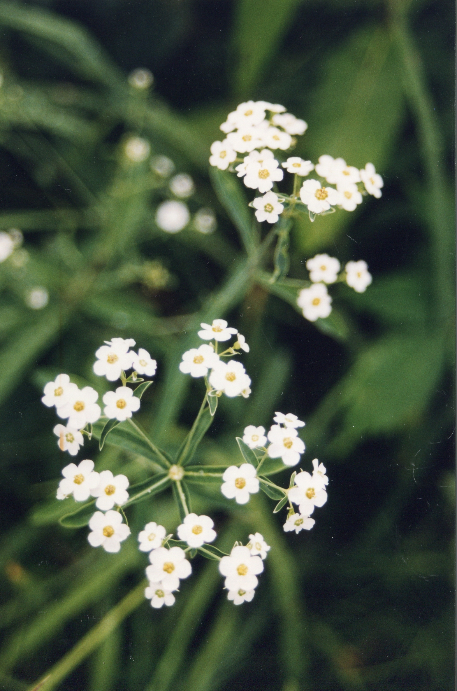 New for 2021: Prairie Baby's Breath – Beaux Arbres Plantes